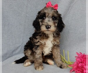 Aussiedoodle Miniature  Puppy for sale in MILLERSBURG, OH, USA