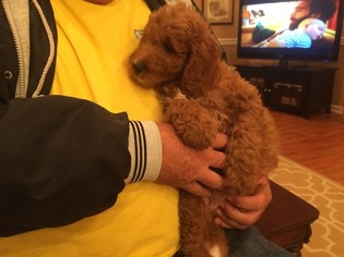 Brittnepoo Puppy for sale in CASEY CREEK, KY, USA