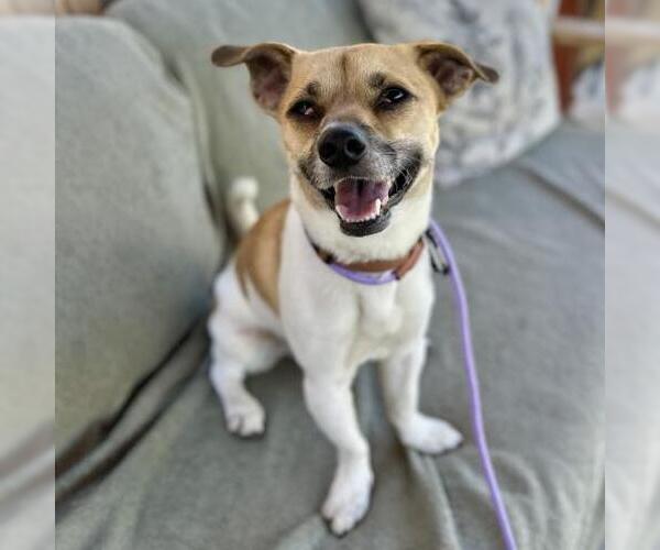 Medium Photo #1 Chihuahua-Unknown Mix Puppy For Sale in Camarillo, CA, USA