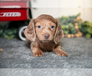 Medium Dachshund