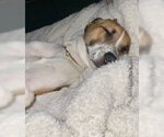 Small Photo #4 Australian Shepherd-Unknown Mix Puppy For Sale in Rockaway, NJ, USA