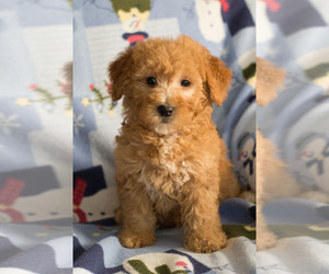 Goldendoodle Puppy for sale in MILWAUKEE, WI, USA