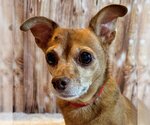 Small Photo #4 Chihuahua-Unknown Mix Puppy For Sale in Arlington, VA, USA