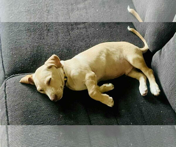Medium Photo #1 Dachshund-Unknown Mix Puppy For Sale in New London, WI, USA