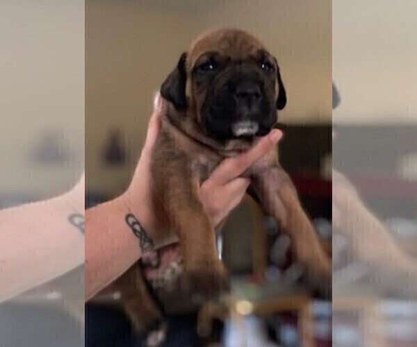 Medium Photo #1 Bullmastiff Puppy For Sale in COLUMBUS, GA, USA