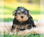 Barkley - Male Morkie Puppy for Sale - Photo #8