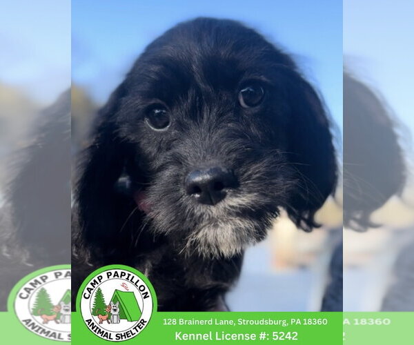 Medium Photo #1 Mutt Puppy For Sale in Stroudsburg, PA, USA