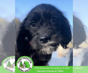 Mutt Dogs for adoption in Stroudsburg, PA, USA