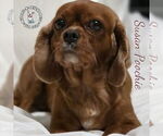 Small #3 Cavalier King Charles Spaniel