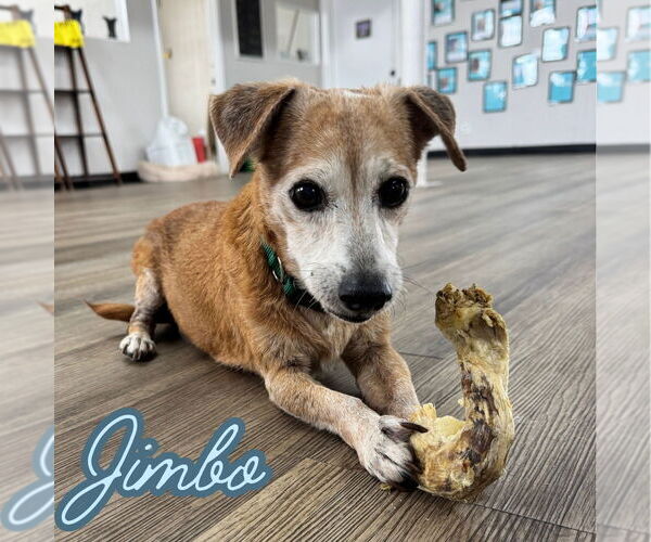 Medium Photo #9 Dachshund-Unknown Mix Puppy For Sale in San Antonio, TX, USA