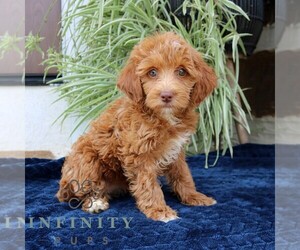 Goldendoodle (Miniature) Puppy for sale in NARVON, PA, USA