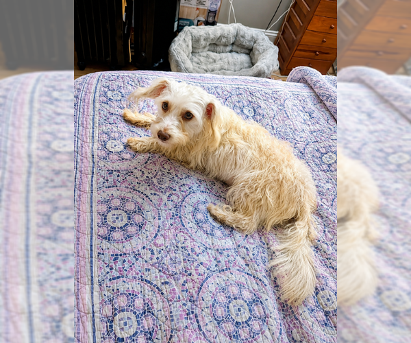 Medium Photo #9 Maltese-Unknown Mix Puppy For Sale in Cranston, RI, USA
