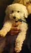 Small Photo #1 Goldendoodle Puppy For Sale in WALKERTON, IN, USA
