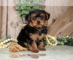 Small #1 Yorkshire Terrier