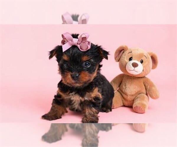 Medium Photo #22 Yorkshire Terrier Puppy For Sale in NEW YORK, NY, USA