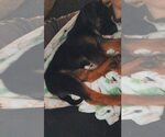Small #4 German Shepherd Dog Mix