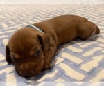 Small Photo #2 Dachshund Puppy For Sale in CLEARWATER, FL, USA