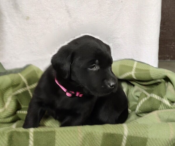 Medium Photo #2 Labrador Retriever Puppy For Sale in RANDOLPH, WI, USA