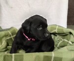 Puppy 1 Labrador Retriever