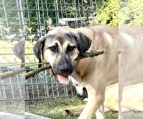 Medium Photo #26 Anatolian Shepherd-Rhodesian Ridgeback Mix Puppy For Sale in Higley, AZ, USA