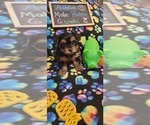 Small Photo #108 Yorkshire Terrier Puppy For Sale in AKRON, OH, USA