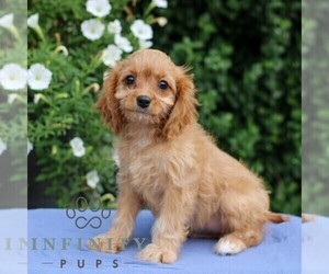 Cavapoo Puppy for sale in EAST EARL, PA, USA