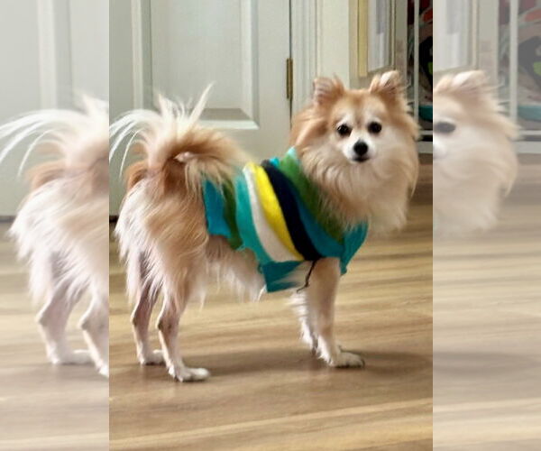 Medium Photo #3 Pomeranian Puppy For Sale in Fort Wayne, IN, USA