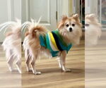 Small #2 Pomeranian