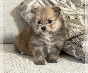 Pomeranian Puppy for sale in PHOENIX, AZ, USA