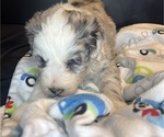 Small #21 Sheepadoodle