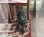 Puppy Hunter Goldendoodle