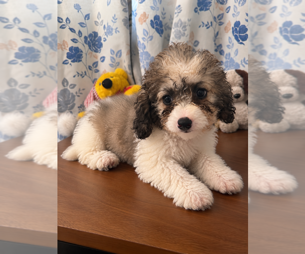 Medium Photo #21 Cockapoo (Miniature) Puppy For Sale in DURHAM, CT, USA