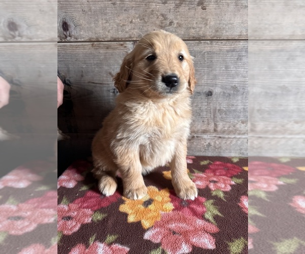 Medium Photo #3 Golden Retriever Puppy For Sale in VERMONTVILLE, MI, USA