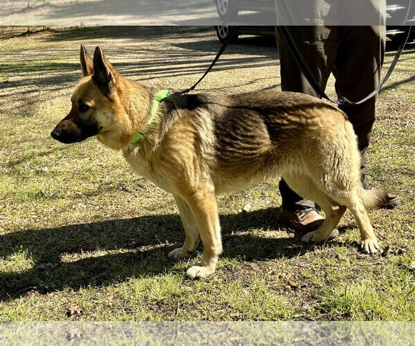 Medium Photo #6 German Shepherd Dog Puppy For Sale in Montgomery, AL, USA