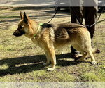 Small #5 German Shepherd Dog