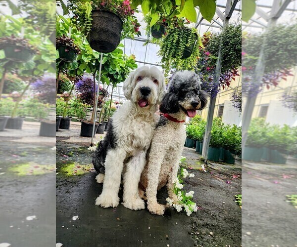 Medium Photo #1 Sheepadoodle Puppy For Sale in LEHI, UT, USA