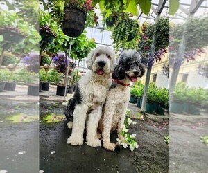 Father of the Sheepadoodle puppies born on 06/12/2025