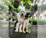 Small Photo #1 Sheepadoodle Puppy For Sale in LEHI, UT, USA