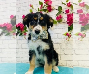 Australian Shepherd Puppy for sale in INDIANAPOLIS, IN, USA