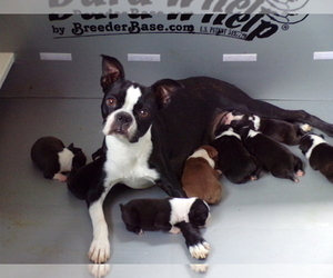Mother of the Boston Terrier puppies born on 11/18/2025
