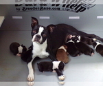 Small Photo #1 Boston Terrier Puppy For Sale in MONROE, NH, USA