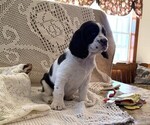 Small #3 English Springer Spaniel
