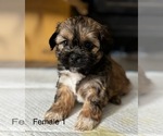 Puppy Puppy 4 Mal-Shi