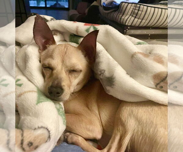 Medium Photo #2 Chihuahua Puppy For Sale in Spring Lake, NC, USA