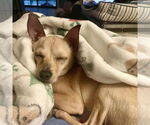 Small #1 Chihuahua
