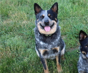Father of the Australian Cattle Dog puppies born on 09/07/2022