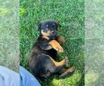 Small Photo #5 Rottweiler Puppy For Sale in ORLAND, CA, USA