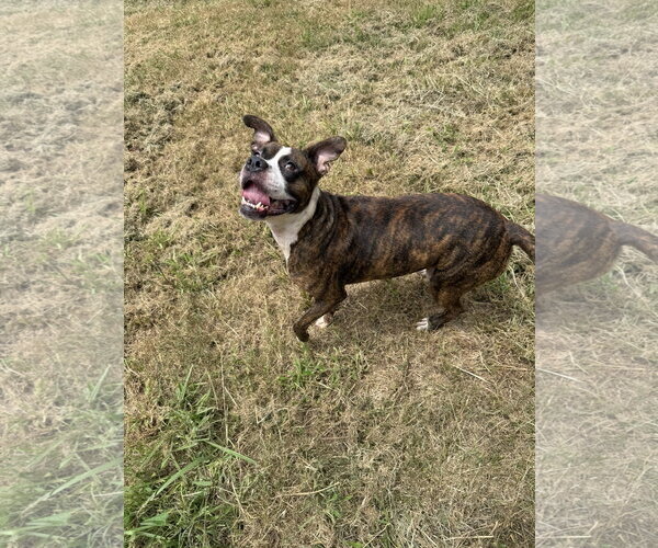 Medium Photo #2 Boxer-Unknown Mix Puppy For Sale in Jackson, MS, USA