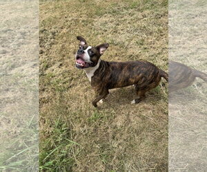 Einstein - Male Boxer-Unknown Mix Dog for Adoption - Photo #2