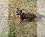 Small #1 Boxer Mix